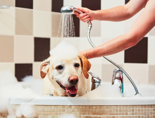 5 Tips to Groom Your Pet at Home